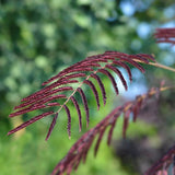 Копринено дърво Albizia Summer Chocolate, с червено-кафяви листа и ароматни цветове, екзотична украса