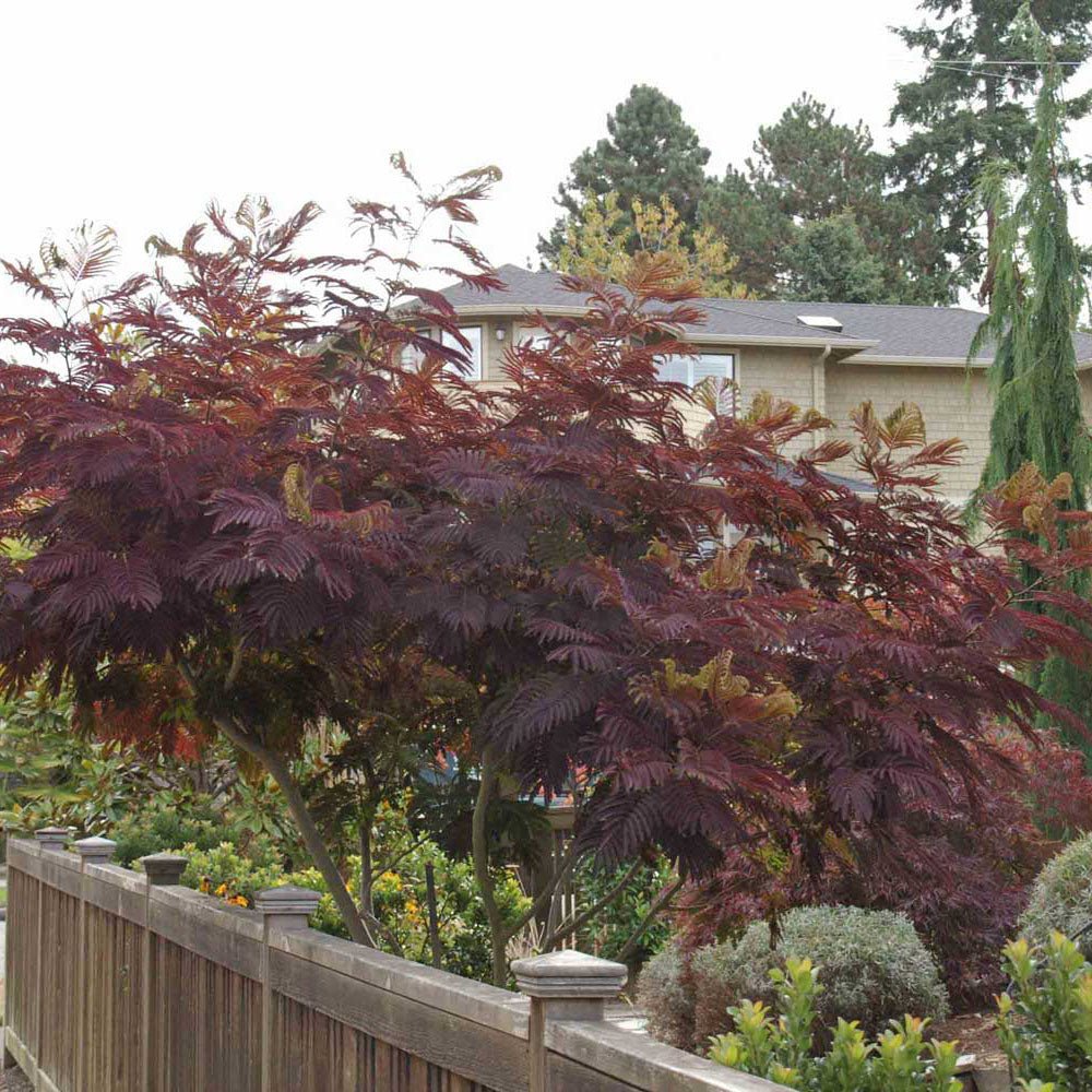 Arborele de Matase Summer Chocolate, cu flori roz