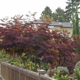 Arborele de Matase Summer Chocolate, cu flori roz