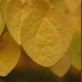 Захарно дърво Katsura (Cercidiphyllum japonicum), есенна окраска, сладък аромат на карамел