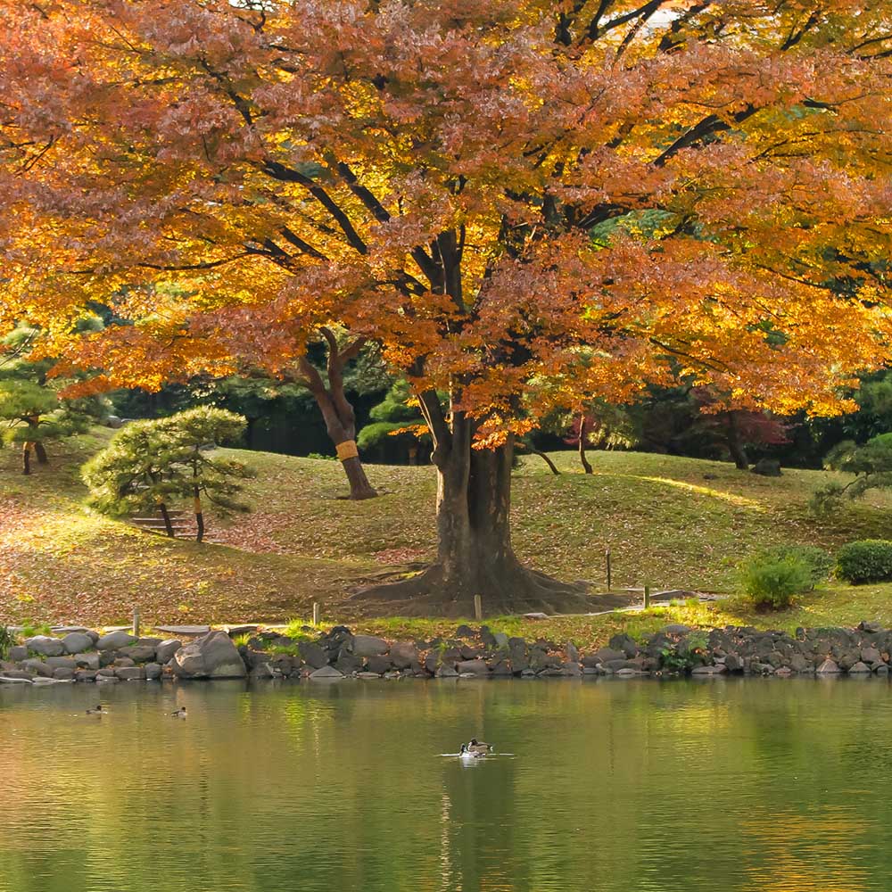 Захарно дърво Katsura (Cercidiphyllum japonicum), есенна окраска, сладък аромат на карамел