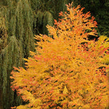 Захарно дърво Кацура (Cercidiphyllum Japonicum) - аромат на карамел