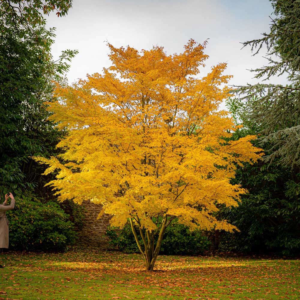 Захарно дърво Katsura (Cercidiphyllum japonicum), есенна окраска, сладък аромат на карамел