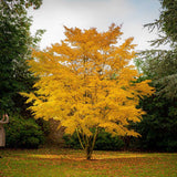 Захарно дърво Katsura (Cercidiphyllum japonicum), есенна окраска, сладък аромат на карамел
