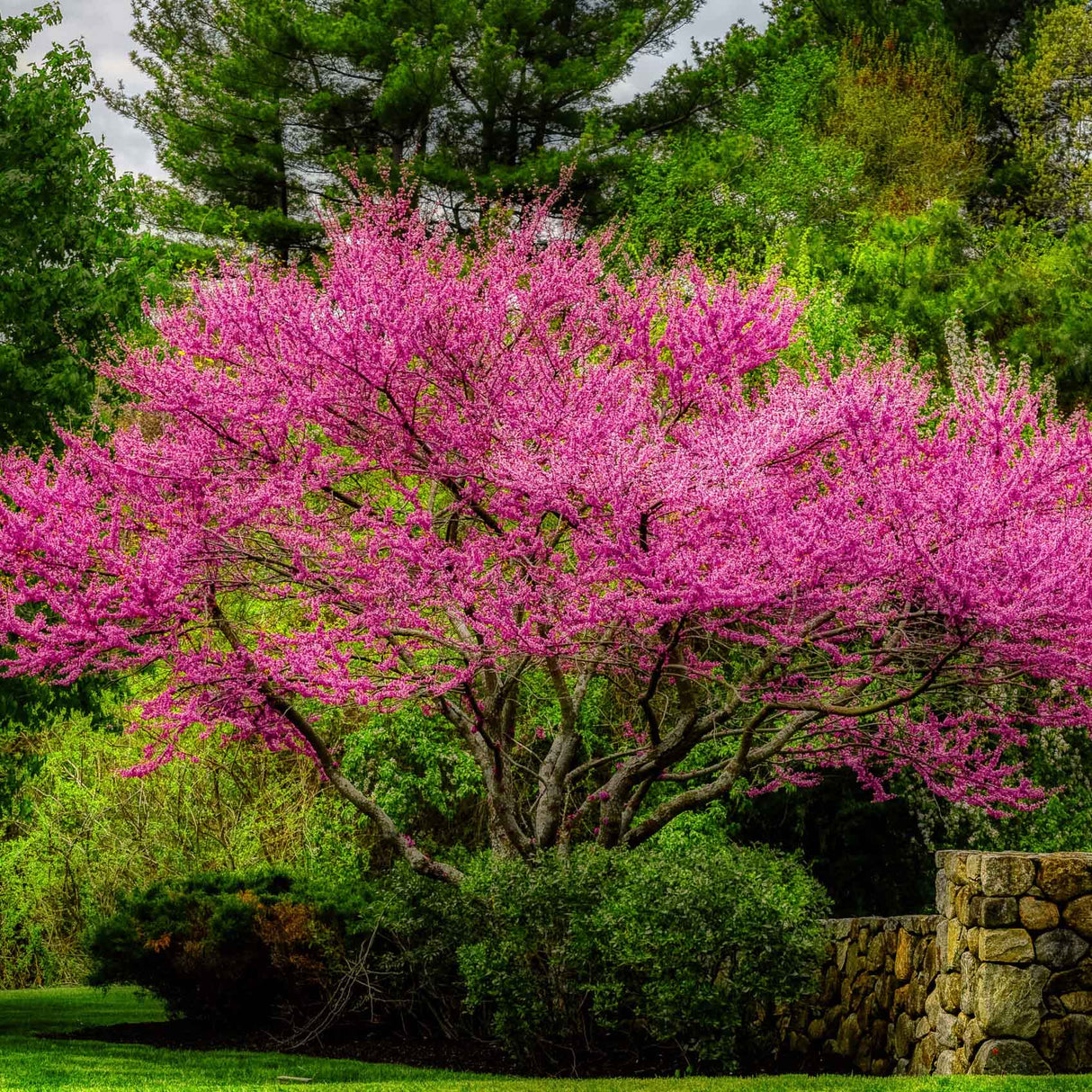 Arborele Lui Iuda Rosu (Cercis Canadensis Forest Pansy)