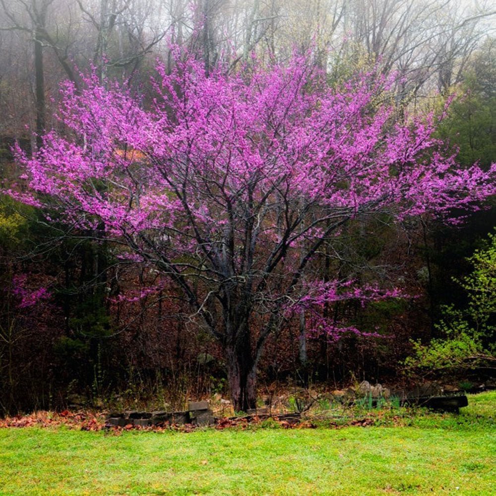 Arborele Lui Iuda Rosu (Cercis Canadensis Forest Pansy)