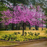 Arborele Lui Iuda Rosu (Cercis Canadensis Forest Pansy)