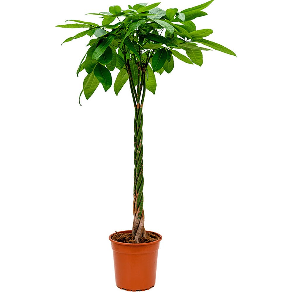 Arborele Banilor (Pachira Aquatica), Tulpina Impletita - 170 cm