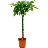 Arborele Banilor (Pachira Aquatica), Tulpina Impletita - 170 cm