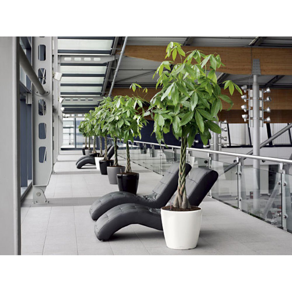 Arborele Banilor (Pachira Aquatica), Tulpina Impletita - 170 cm