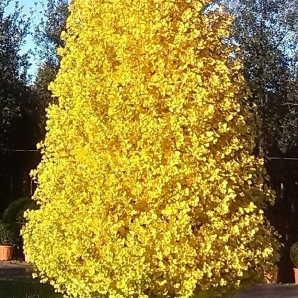 Дърво на пагодите колонновидно Blagon (Ginkgo biloba), есенна окраска със златиста листна маса