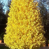 Дърво на пагодите колонновидно Blagon (Ginkgo biloba), есенна окраска със златиста листна маса