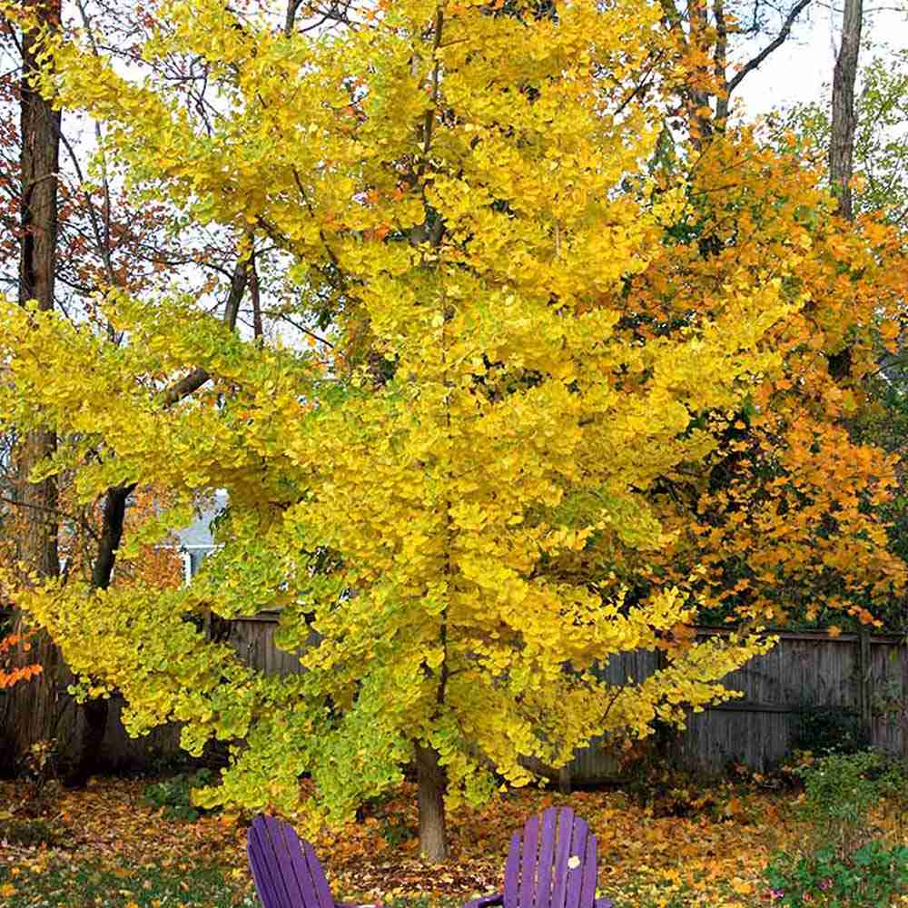 Дърво на пагодите (Ginkgo Biloba)