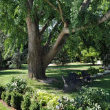 Arborele Pagodelor (Ginkgo Biloba)