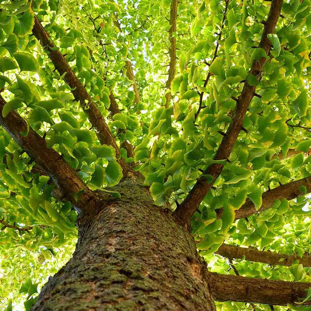 Arborele Pagodelor (Ginkgo Biloba)