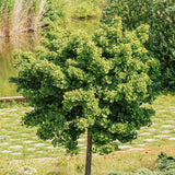 Arborele Pagodelor (Ginkgo Biloba) - VERDENA - 60 - 80 cm inaltime, ghiveci de 4 l