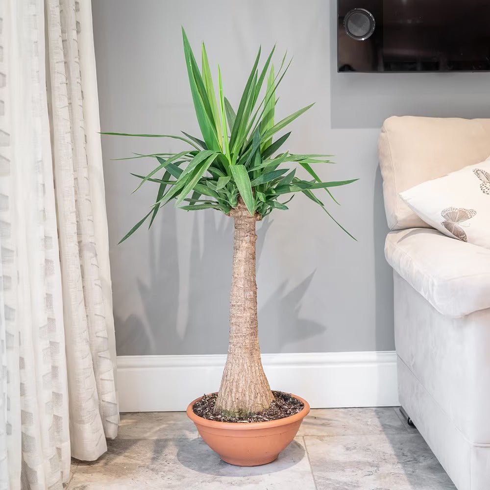 Arborele Vietii (Yucca Elephantipes) - 80 cm