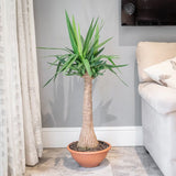 Arborele Vietii (Yucca Elephantipes) - 80 cm