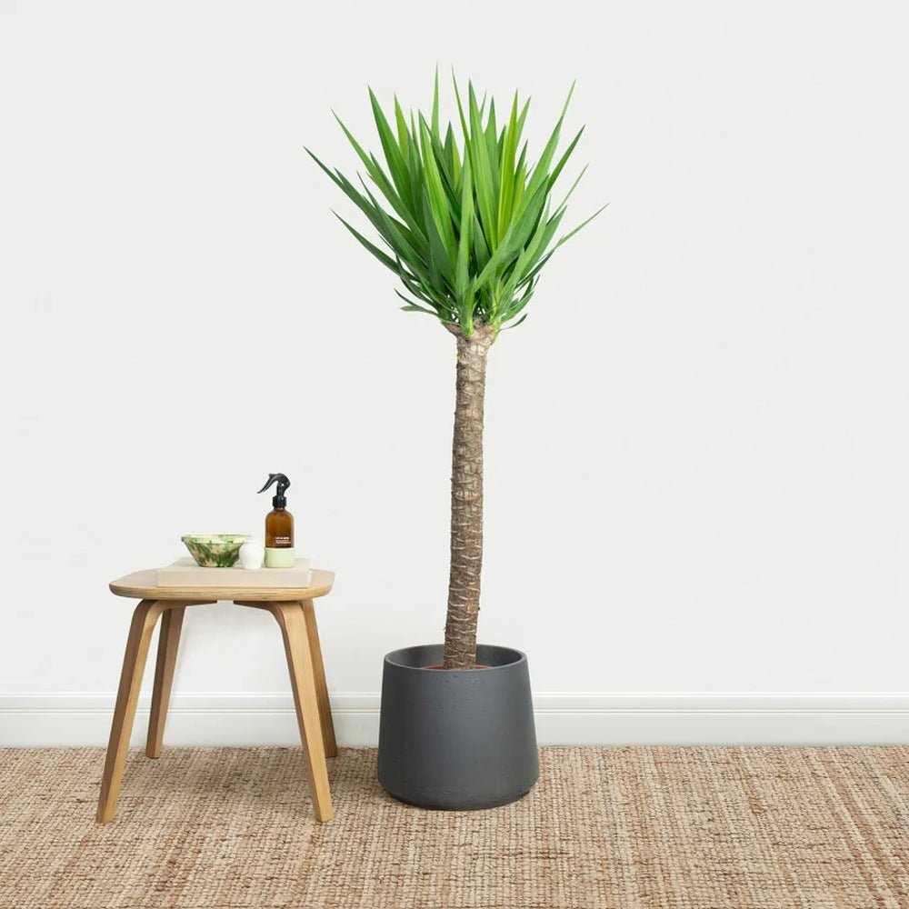 Arborele Vietii (Yucca Elephantipes) - 130 cm
