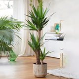 Arborele Vietii (Yucca Elephantipes) - 130 cm