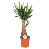 Arborele Vietii (Yucca Elephantipes) - 130 cm