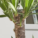 Arborele Vietii (Yucca Elephantipes) - 130 cm