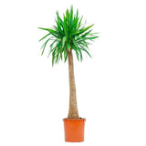 Arborele Vietii (Yucca Elephantipes) - 135 cm