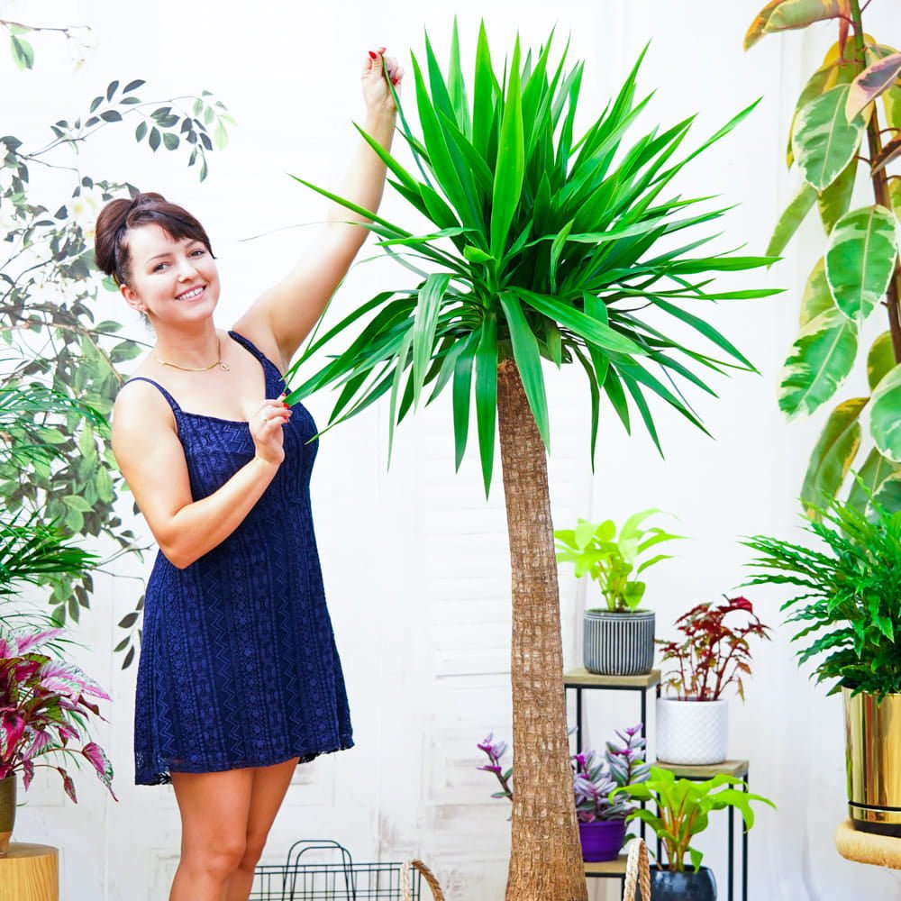 Arborele Vietii (Yucca Elephantipes) - 135 cm