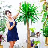Arborele Vietii (Yucca Elephantipes) - 135 cm