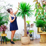 Arborele Vietii (Yucca Elephantipes) - 135 cm