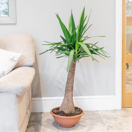 Arborele Vietii (Yucca Elephantipes) - 135 cm