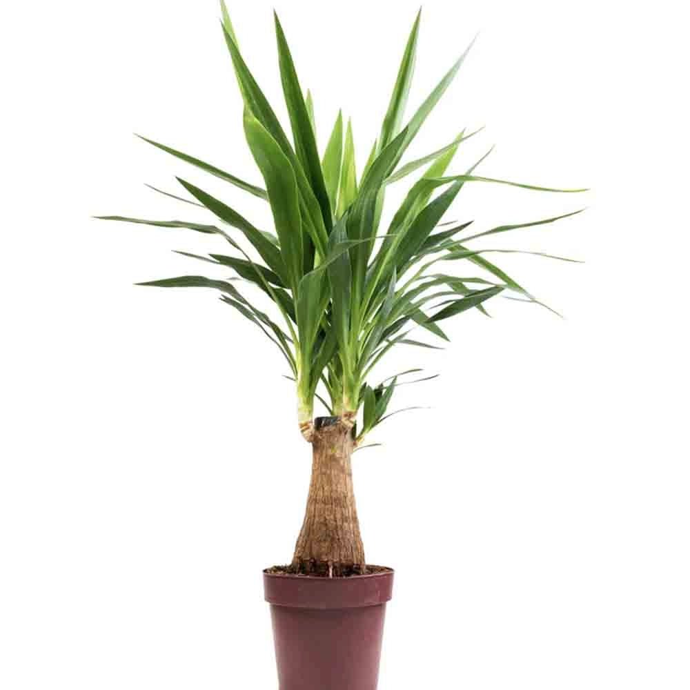 Arborele Vietii (Yucca Elephantipes) - 80 cm - VERDENA - 80 cm inaltime, ghiveci de 3 l