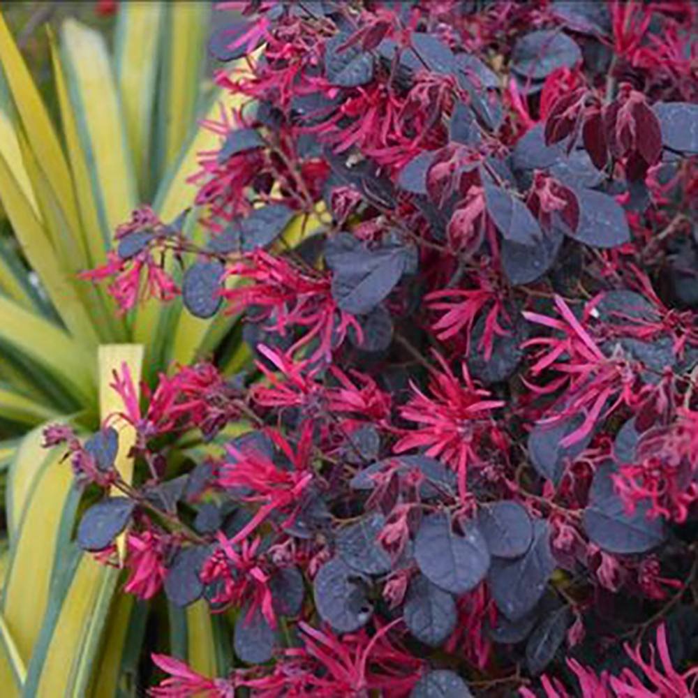Arbust Chinezesc Loropetalum Black Pearl, cu flori violet-inchis negru