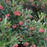 Arborele de capsuni (Arbutus Unedo)