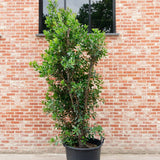 Ягодово дърво (Arbutus Unedo)