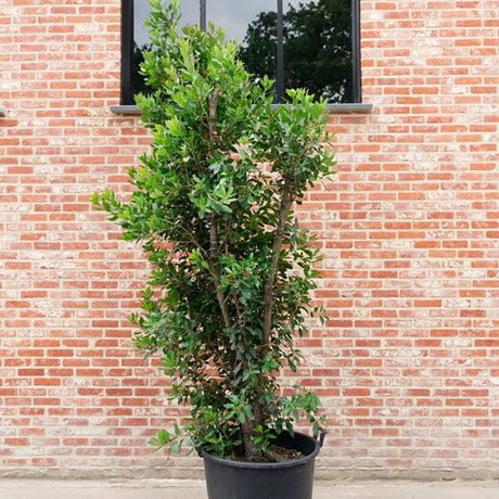 Ягодово дърво (Arbutus Unedo)
