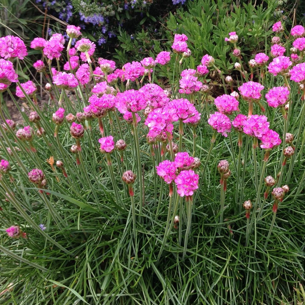 Armeria Splendens, cu flori roz vibrant