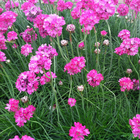 Armeria Splendens, cu flori roz vibrant