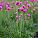 Armeria Splendens, cu flori roz vibrant