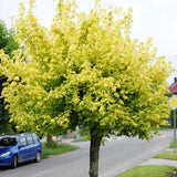 Artar American Kellys Gold, cu frunzis auriu