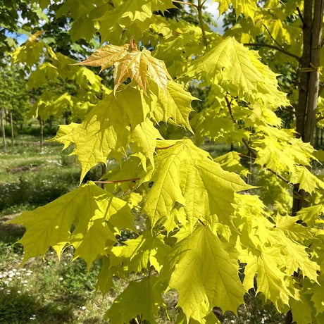 Artar American Kellys Gold, cu frunzis auriu