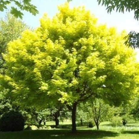 Американски клен Kellys Gold, със златиста зеленина