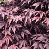 Японски клен Atropurpureum, с червено-лилава зеленина