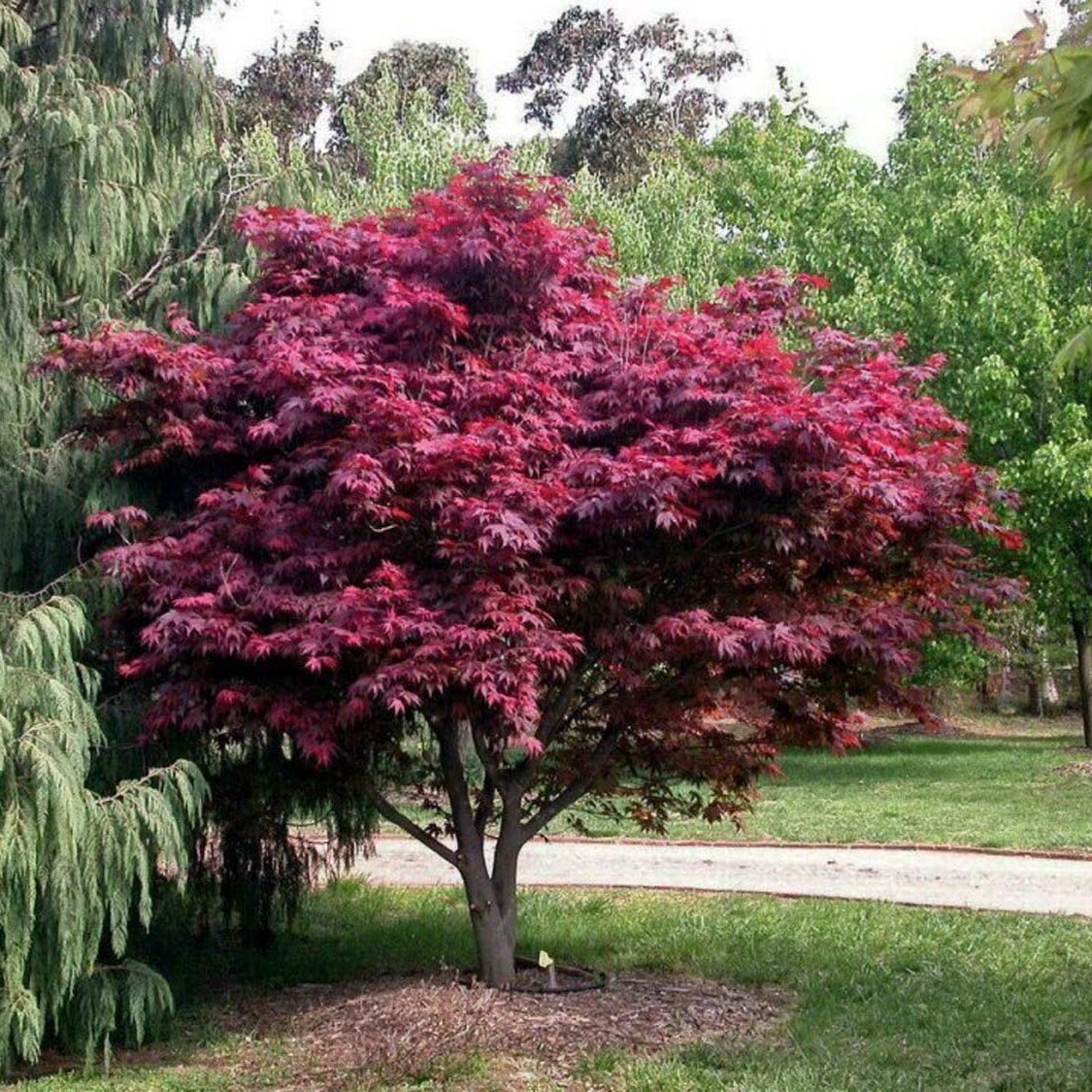 Японски клен Atropurpureum, с червено-лилава зеленина
