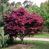 Японски клен Atropurpureum, с червено-лилава зеленина