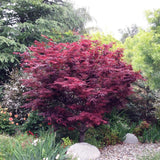 Японски клен Atropurpureum, с червено-лилава зеленина