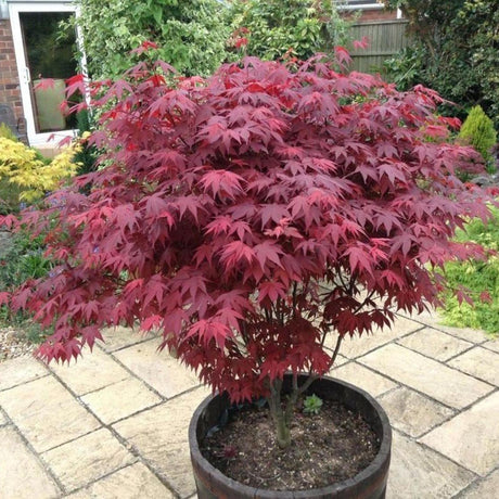 Японски клен Atropurpureum, с червено-лилава зеленина
