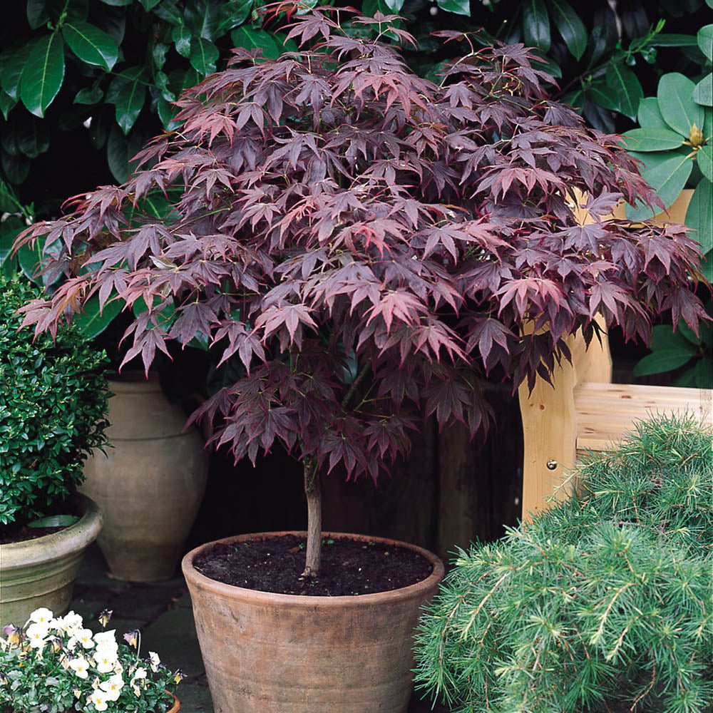 Artar Japonez Atropurpureum, cu frunzis rosu-purpuriu