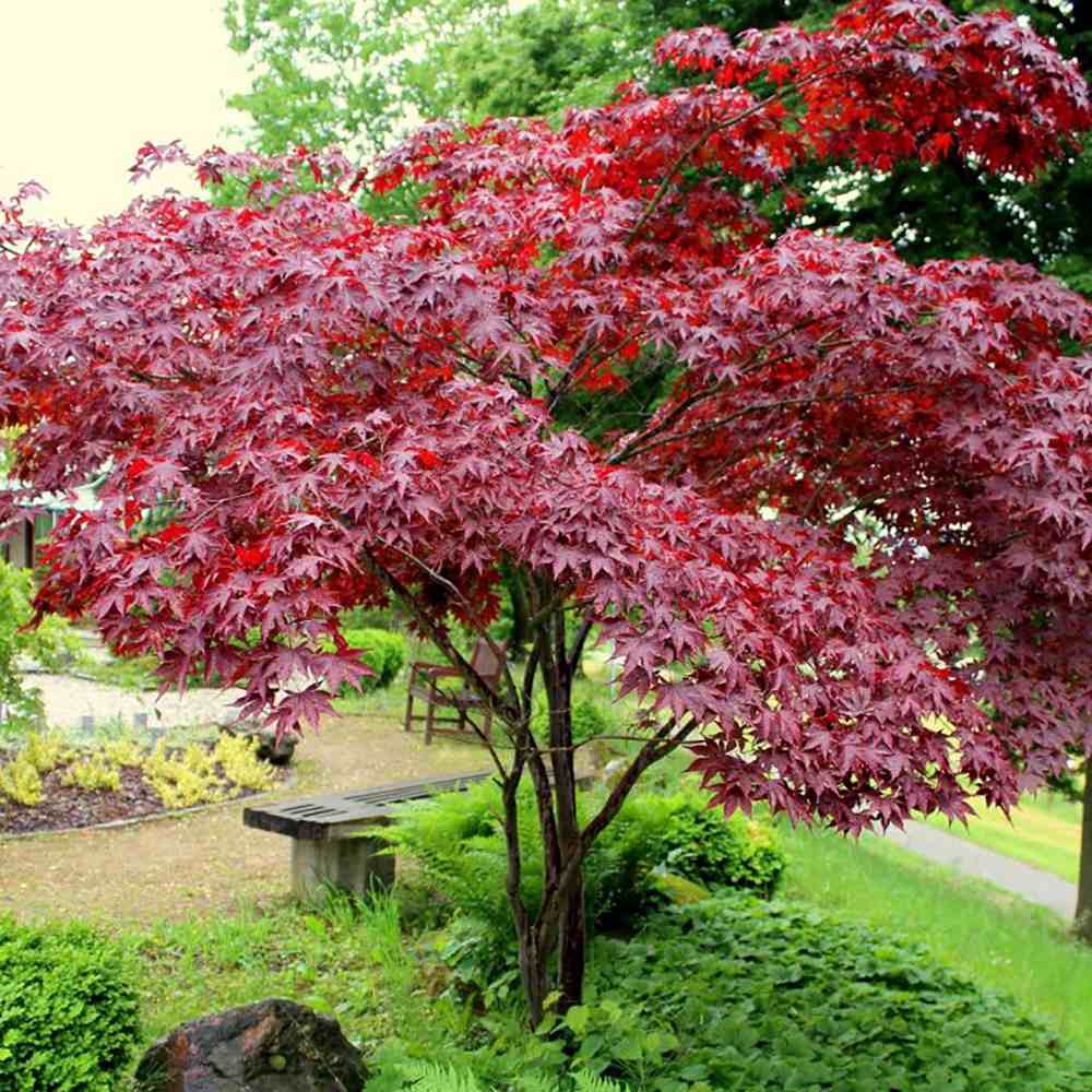 Artar Japonez Atropurpureum, cu frunzis rosu - purpuriu - VERDENA - 40 cm inaltime, ghiveci de 2 l