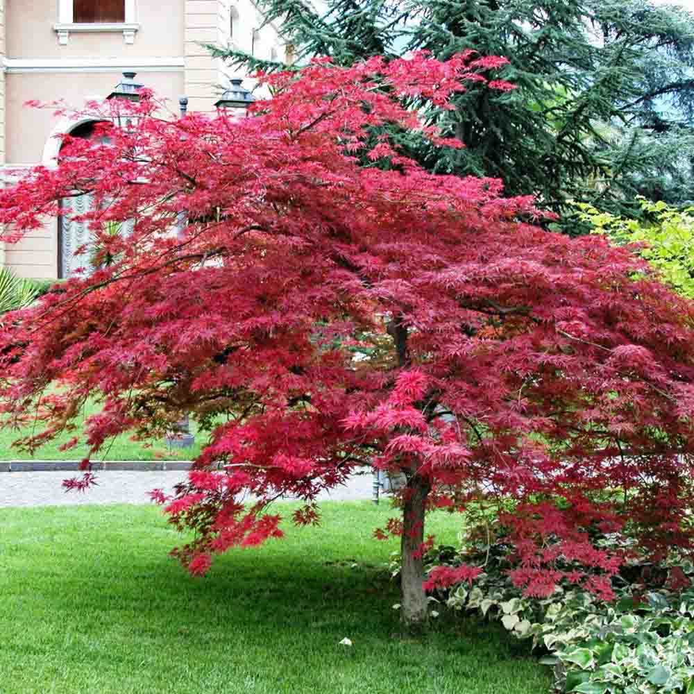 Японски клен Atropurpureum, с червено-лилава зеленина